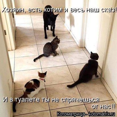 Хозяин, есть хотим и весь наш сказ! И в туалете ты не спрячешься от нас!!... Котоматрица: Хозяин, есть хотим и весь наш сказ! И в туалете ты не спрячешься от нас!!
