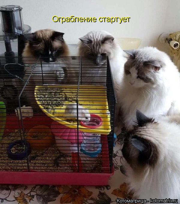 Ограбление стартует... Котоматрица: Ограбление стартует