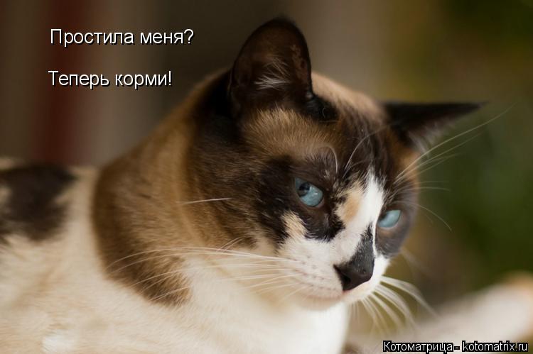 Простила меня? Теперь корми!... Котоматрица: Простила меня? Теперь корми!
