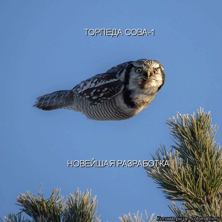 ТОРПЕДА СОВА-1 НОВЕЙШАЯ РАЗРАБОТКА... Котоматрица: ТОРПЕДА СОВА-1 НОВЕЙШАЯ РАЗРАБОТКА