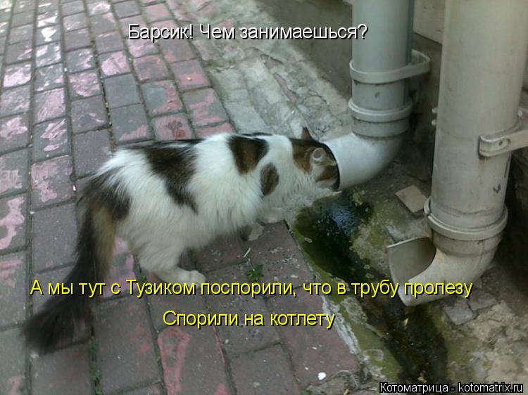 Барсик! Чем занимаешься? А мы тут с Тузиком поспорили, что в трубу пролезу Спорили на котлету... Котоматрица: Барсик! Чем занимаешься? А мы тут с Тузиком поспорили, что в трубу пролезу Спорили на котлету