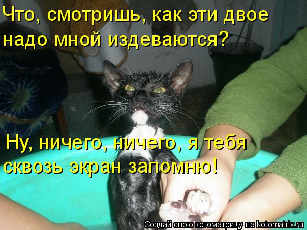 Что, смотришь, как эти двое надо мной издеваются? Ну, ничего, ничего, я тебя сквозь экран запомню!... Котоматрица: Что, смотришь, как эти двое надо мной издеваются? Ну, ничего, ничего, я тебя сквозь экран запомню!