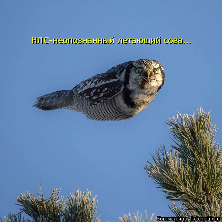 НЛО-вы думал НЛС-неопознанный летающий сова...... Котоматрица: НЛО-вы думал НЛС-неопознанный летающий сова...