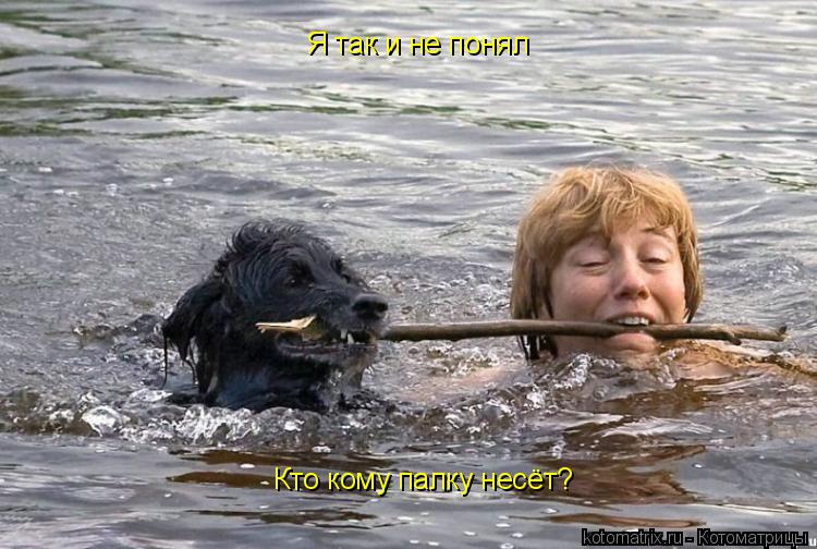 Я так и не понял Кто кому палку несёт?... Котоматрица: Я так и не понял Кто кому палку несёт?