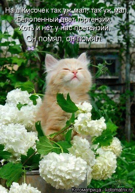 Наш Кисочек так уж мал, так уж мал, Белопенный цвет гортензий, Хоть и нет у нас претензий, Он помял, ... Котоматрица: Наш Кисочек так уж мал, так уж мал, Белопенный цвет гортензий, Хоть и нет у нас претензий, Он помял, он помял.