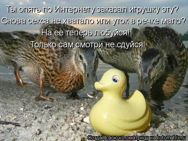 Ты опять по Интернету заказал игрушку эту? Снова секса не хватало или уток в речке мало? Только сам с... Котоматрица: Ты опять по Интернету заказал игрушку эту? Снова секса не хватало или уток в речке мало? Только сам смотри не сдуйся! На ее теперь любуйся!