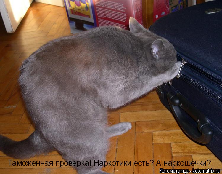 Таможенная проверка! Наркотики есть? А наркошечки?... Котоматрица: Таможенная проверка! Наркотики есть? А наркошечки?
