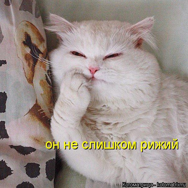 он не слишком рижий... Котоматрица: он не слишком рижий
