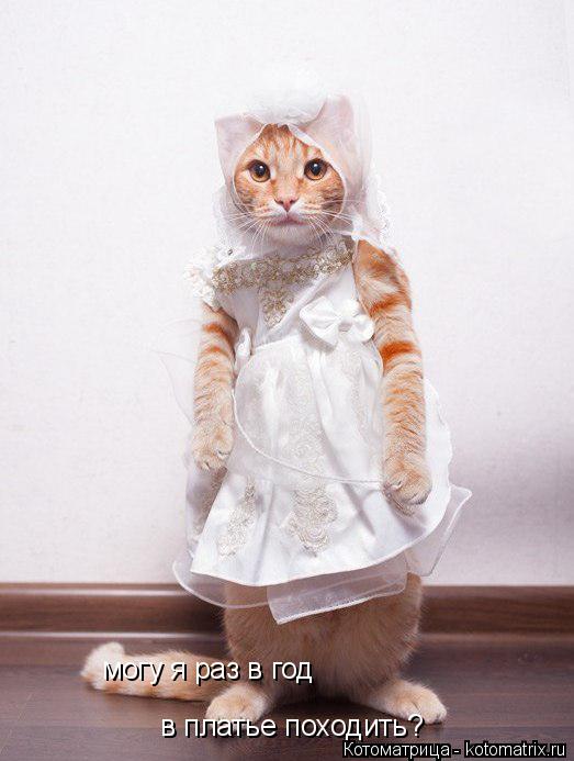 могу я раз в год в платье походить?... Котоматрица: могу я раз в год в платье походить?