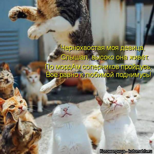 Все равно к любимой поднимусь! По мордАм соперников пройдусь, Слышал, высоко она живёт. Чернохвостая ... Котоматрица: Все равно к любимой поднимусь! По мордАм соперников пройдусь, Слышал, высоко она живёт. Чернохвостая моя девица,