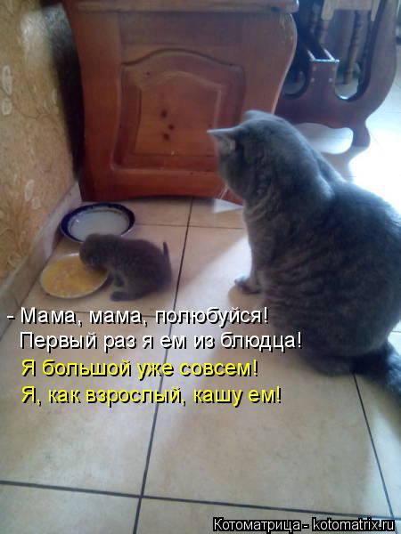 - Мама, мама, полюбуйся! Я большой уже совсем! Я, как взрослый, кашу ем! Первый раз я ем из блюдца!... Котоматрица: - Мама, мама, полюбуйся! Я большой уже совсем! Я, как взрослый, кашу ем! Первый раз я ем из блюдца!