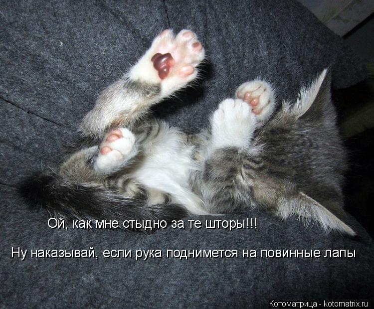 Ой, как мне стыдно за те шторы!!! Ну наказывай, если рука поднимется на повинные лапы... Котоматрица: Ой, как мне стыдно за те шторы!!! Ну наказывай, если рука поднимется на повинные лапы