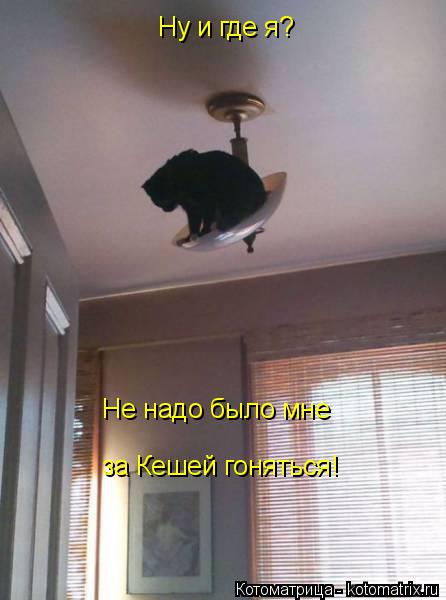 Ну и где я? Не надо было мне за Кешей гоняться!... Котоматрица: Ну и где я? Не надо было мне за Кешей гоняться!