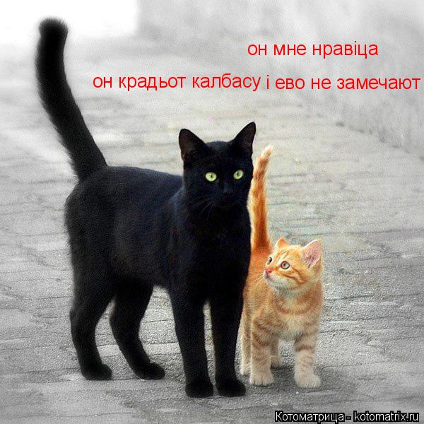 он мне нравіца он крадьот калбасу і ево не замечают... Котоматрица: он мне нравіца он крадьот калбасу і ево не замечают