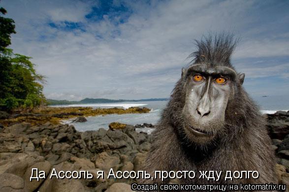 Да Ассоль я Ассоль,просто жду долго... Котоматрица: Да Ассоль я Ассоль,просто жду долго