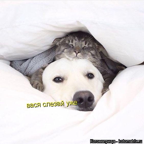 вася слезай уже... Котоматрица: вася слезай уже
