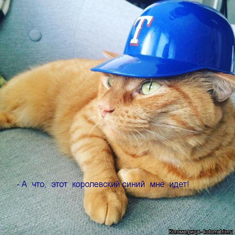 - А что, этот королевский синий мне идет!... Котоматрица: - А что, этот королевский синий мне идет!