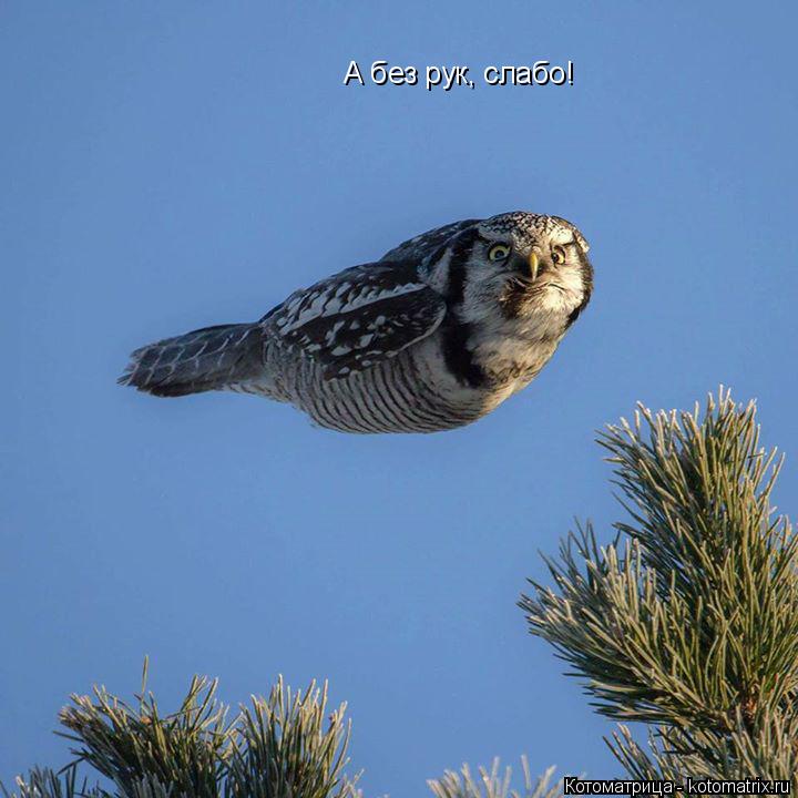 А без рук, слабо!... Котоматрица: А без рук, слабо!
