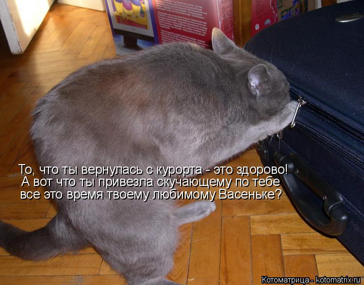 То, что ты вернулась с курорта - это здорово! А вот что ты привезла скучающему по тебе все это время ... Котоматрица: То, что ты вернулась с курорта - это здорово! А вот что ты привезла скучающему по тебе все это время твоему любимому Васеньке?