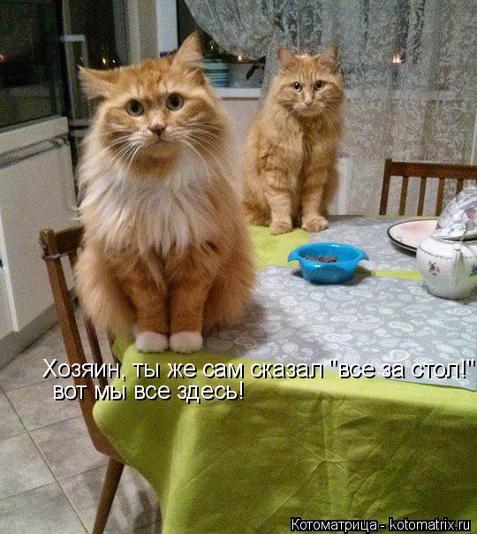 Хозяин, ты же сам сказал "все за стол!" вот мы все здесь!... Котоматрица: Хозяин, ты же сам сказал "все за стол!" вот мы все здесь!