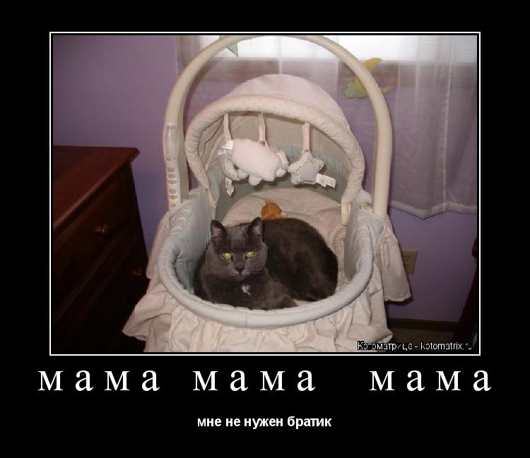 мама мама мама мне не нужен братик... Котоматрица: мама мама мама мне не нужен братик