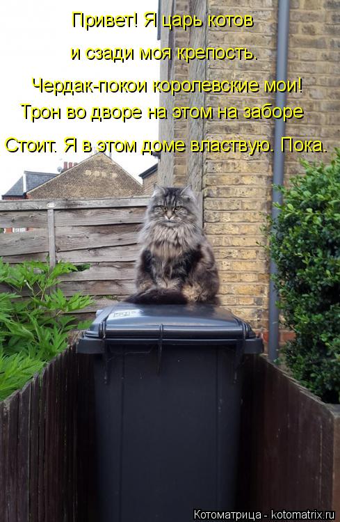 Чердак-покои королевские мои! Стоит. Я в этом доме властвую. Пока. Привет! Я царь котов Трон во дворе... Котоматрица: Чердак-покои королевские мои! Стоит. Я в этом доме властвую. Пока. Привет! Я царь котов Трон во дворе на этом на заборе и сзади моя крепость.
