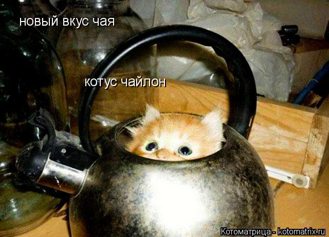 Котоматрица: котус чайлон новый вкус чая