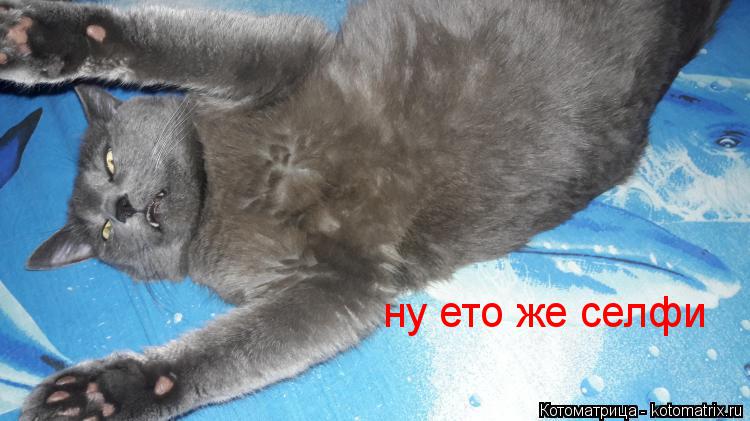Котоматрица: ну ето же селфи