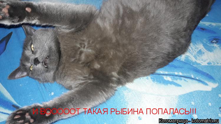 И ВОООООТ ТАКАЯ РЫБИНА ПОПАЛАСЬ!!!... Котоматрица: И ВОООООТ ТАКАЯ РЫБИНА ПОПАЛАСЬ!!!