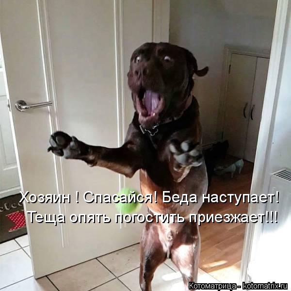 Котоматрица: Хозяин ! Спасайся! Беда наступает! Теща опять погостить приезжает!!!