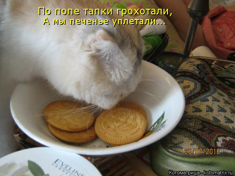 По попе тапки грохотали, А мы печенье уплетали...... Котоматрица: По попе тапки грохотали, А мы печенье уплетали...