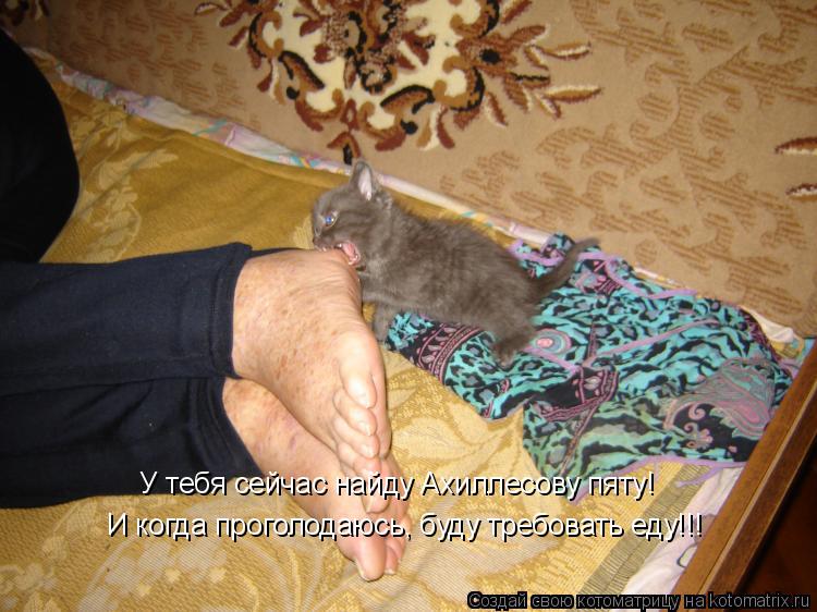 Котоматрица: И когда проголодаюсь, буду требовать еду!!! У тебя сейчас найду Ахиллесову пяту!