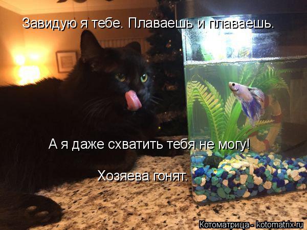 Завидую я тебе. Плаваешь и плаваешь. А я даже схватить тебя не могу! Хозяева гонят.... Котоматрица: Завидую я тебе. Плаваешь и плаваешь. А я даже схватить тебя не могу! Хозяева гонят.