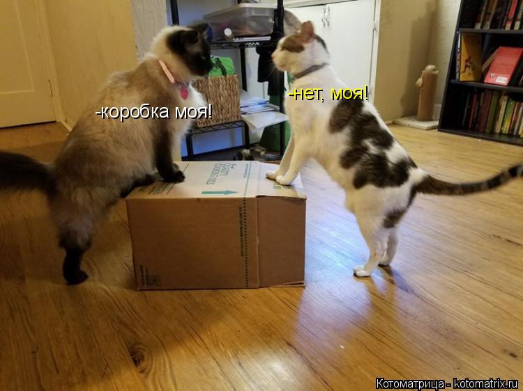 -коробка моя! -нет, моя!... Котоматрица: -коробка моя! -нет, моя!
