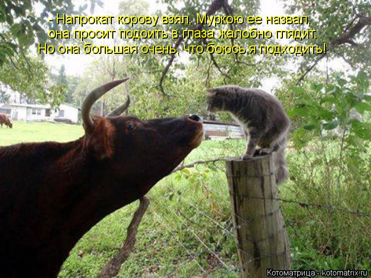 Котоматрица: - Напрокат корову взял, Муркою ее назвал, она просит подоить в глаза жалобно глядит. Но она большая очень, что боюсь я подходить!
