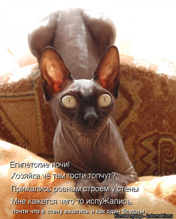 Египетские ночи! Хозяйка,чё там гости топчут? Прижались ровным строем у стены Мне кажется чего то исп... Котоматрица: Египетские ночи! Хозяйка,чё там гости топчут? Прижались ровным строем у стены Мне кажется чего то испуЖались, почти что в стену вжались и ка