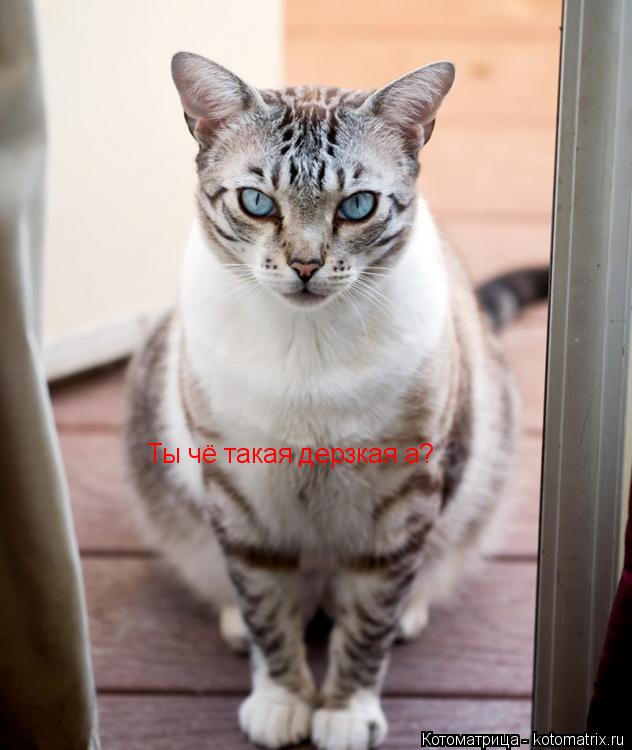 Котоматрица: Ты чё такая дерзкая а?