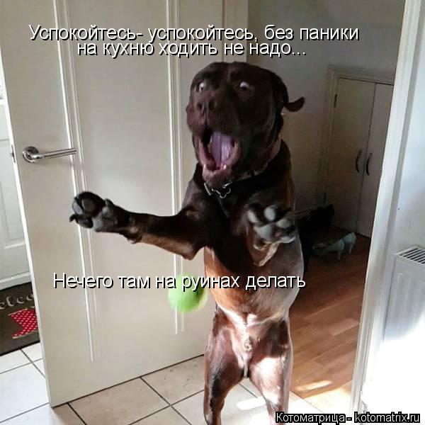 Успокойтесь- успокойтесь, без паники на кухню ходить не надо... Нечего там на руинах делать... Котоматрица: Успокойтесь- успокойтесь, без паники на кухню ходить не надо... Нечего там на руинах делать