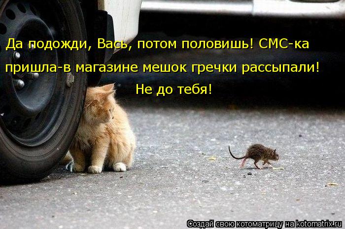 пришла-в магазине мешок гречки рассыпали! Да подожди, Вась, потом половишь! СМС-ка Не до тебя!... Котоматрица: пришла-в магазине мешок гречки рассыпали! Да подожди, Вась, потом половишь! СМС-ка Не до тебя!