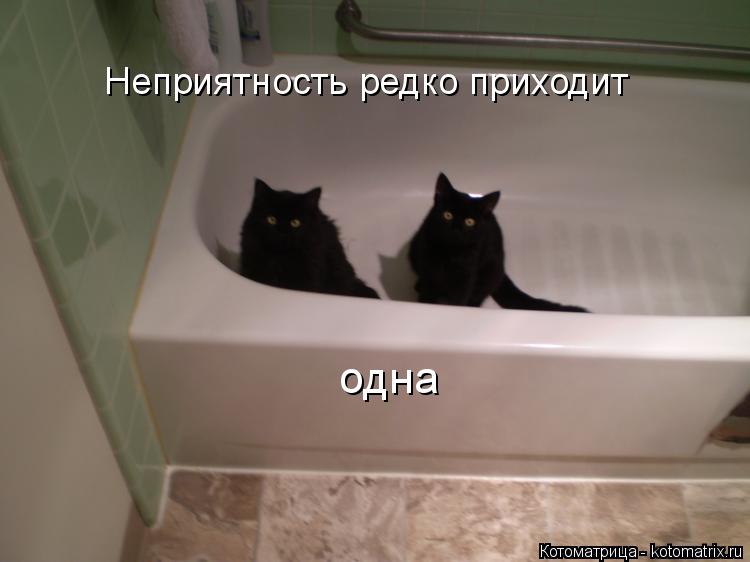 Неприятность редко приходит одна... Котоматрица: Неприятность редко приходит одна