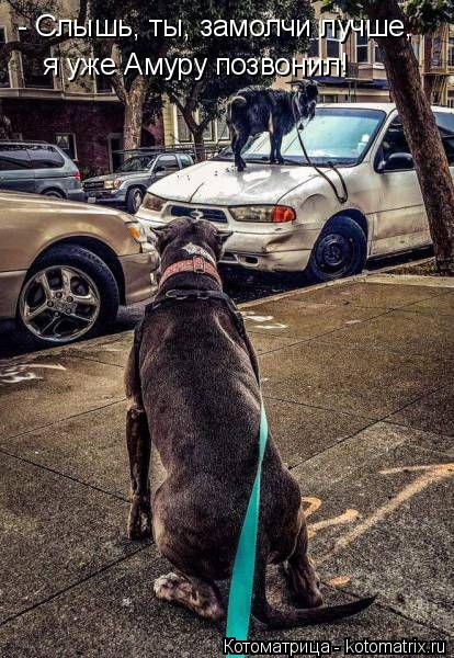 Котоматрица: - Слышь, ты, замолчи лучше, я уже Амуру позвонил!