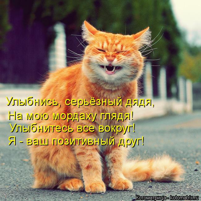 Улыбнись, серьёзный дядя, На мою мордаху глядя! Улыбнитесь все вокруг! Я - ваш позитивный друг!... Котоматрица: Улыбнись, серьёзный дядя, На мою мордаху глядя! Улыбнитесь все вокруг! Я - ваш позитивный друг!
