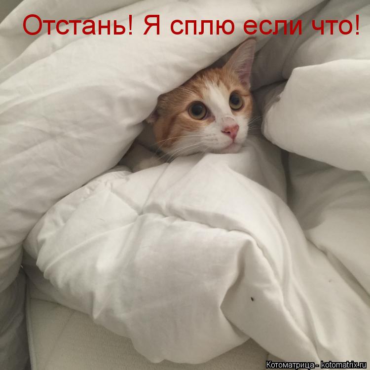 Отстань! Я сплю если что!... Котоматрица: Отстань! Я сплю если что!