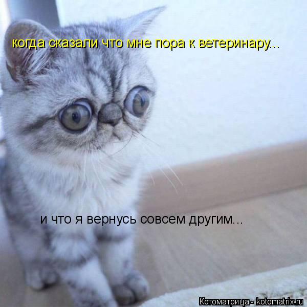 когда сказали что мне пора к ветеринару... и что я вернусь совсем другим...... Котоматрица: когда сказали что мне пора к ветеринару... и что я вернусь совсем другим...