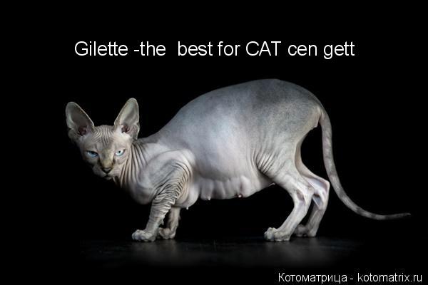 Gilette -the best for CAT cen gett... Котоматрица: Gilette -the best for CAT cen gett