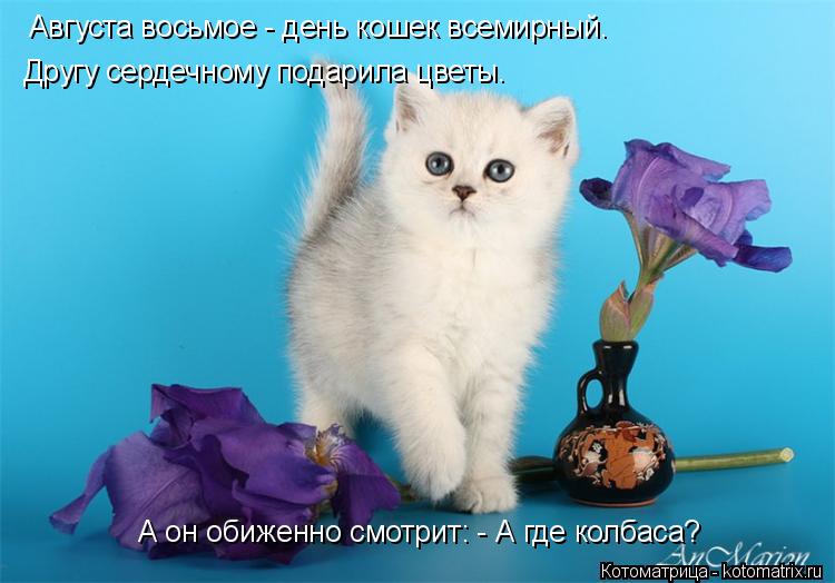 А он обиженно смотрит: - А где колбаса? Августа восьмое - день кошек всемирный. Другу сердечному пода... Котоматрица: А он обиженно смотрит: - А где колбаса? Августа восьмое - день кошек всемирный. Другу сердечному подарила цветы.