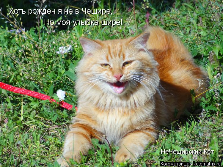 Но моя улыбка шире! Но моя улыбка шире! Хоть рожден я не в Чешире, НеЧеширский Кот... Котоматрица: Но моя улыбка шире! Но моя улыбка шире! Хоть рожден я не в Чешире, НеЧеширский Кот