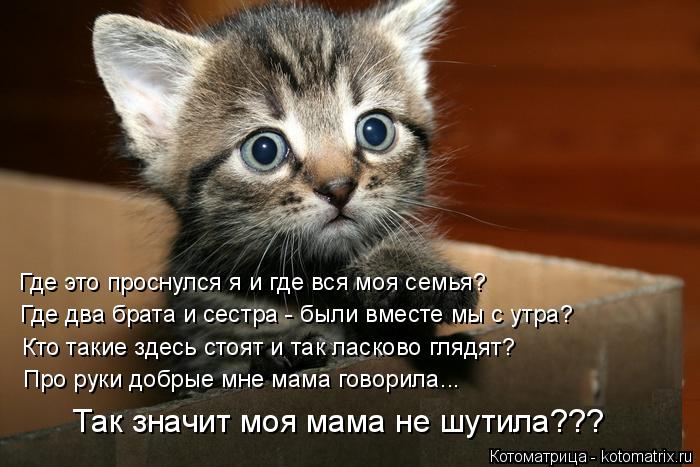 Где это проснулся я и где вся моя семья? Где два брата и сестра - были вместе мы с утра? Кто такие зд... Котоматрица: Где это проснулся я и где вся моя семья? Где два брата и сестра - были вместе мы с утра? Кто такие здесь стоят и так ласково глядят? Про руки до