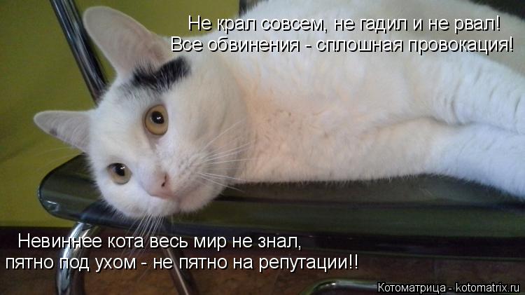 Не крал совсем, не гадил и не рвал! Все обвинения - сплошная провокация! Невиннее кота весь мир не зн... Котоматрица: Не крал совсем, не гадил и не рвал! Все обвинения - сплошная провокация! Невиннее кота весь мир не знал, пятно под ухом - не пятно на репутации!