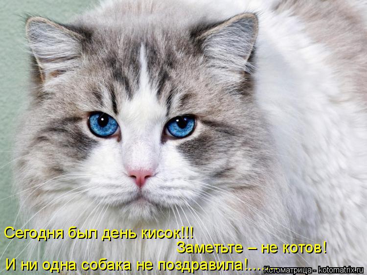 Сегодня был день кисок!!! Заметьте – не котов! И ни одна собака не поздравила!.......... Котоматрица: Сегодня был день кисок!!! Заметьте – не котов! И ни одна собака не поздравила!.......